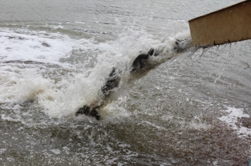 Foto - Solta peixes - Torneio Pesca 2026