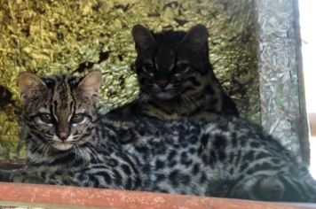 Zoo Municipal faz enquete para escolher nome de casal de gatos do mato recém-chegados