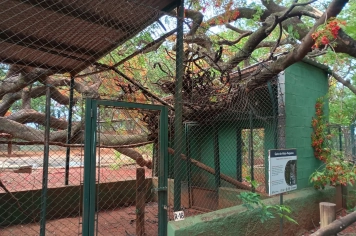 Zoo de Guaíra fecha temporariamente após danos causados por ventania