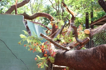 Zoo de Guaíra fecha temporariamente após tempestade para garantir bem-estar animal durante reparos