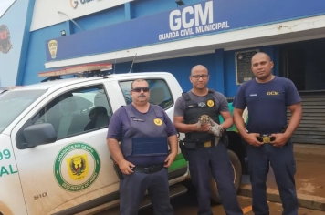 Jaguatirica órfã resgatada pela GCM será reabilitada no Cetras