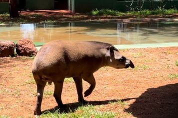 Zoo de Guaíra recebe mais uma novidade para seu plantel: a anta “Caju”