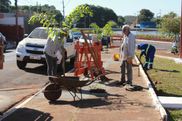 Prefeitura faz replantio de árvores no Paço Municipal
