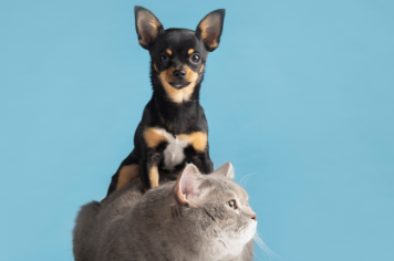 Guaíra inaugura Clínica Veterinária Municipal