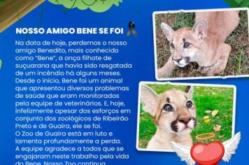 Zoológico de Guaíra lamenta a perda de Bene, filhote de onça-parda