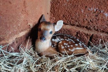 Zoológico ganha novo morador: um filhote de veado catingueiro