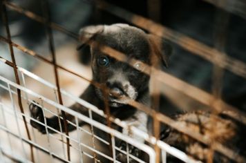 Feira de Adoção de Cães e Gatos: Um Novo Lar Espera por Eles