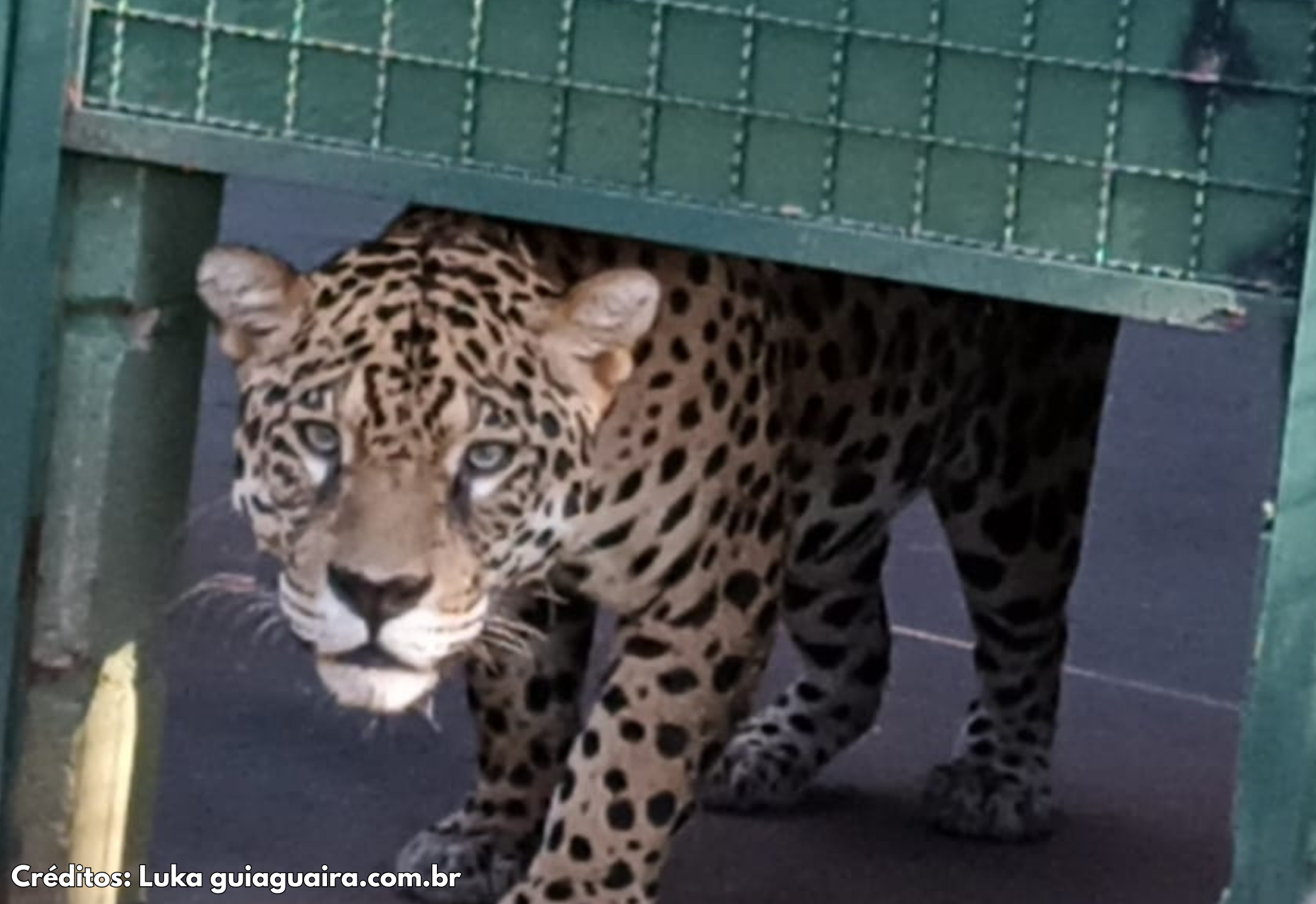 Onça Caeté será estrela do zoo e na conservação da espécie