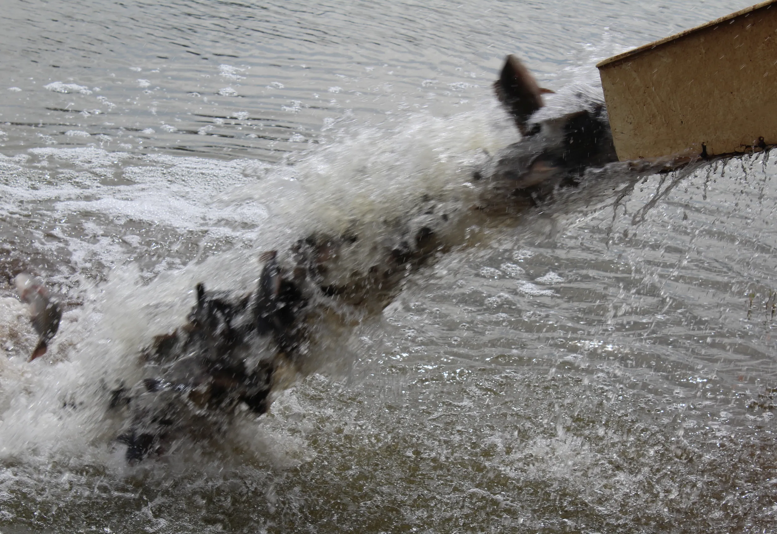 Guaíra solta 2 toneladas de peixes e para o tradicional concurso de pesca
