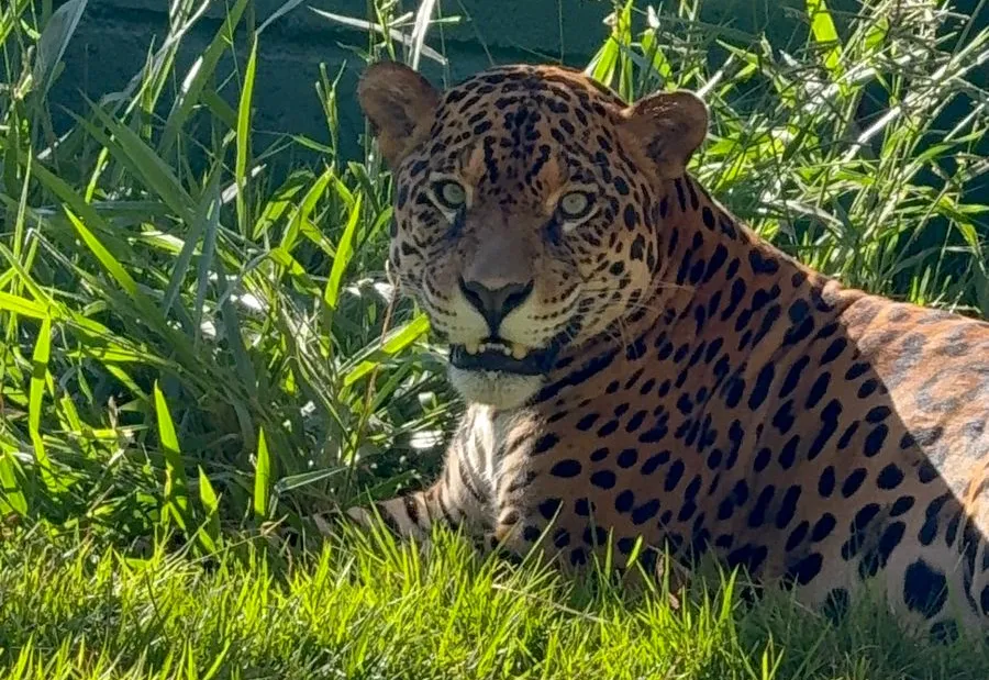 COMUNICADO: FECHAMENTO DO ZOO MUNICIPAL SOMENTE NESTA QUINTA (07/05)