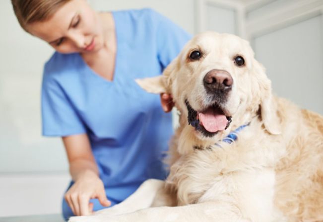 Abre, na próxima segunda (09), o cadastro para castrações de cães e gatos