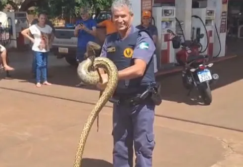GCM captura sucuri em residência no bairro Miguel Fabiano