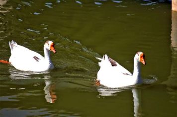 Foto - Atrativos  Turísticos de Guaíra