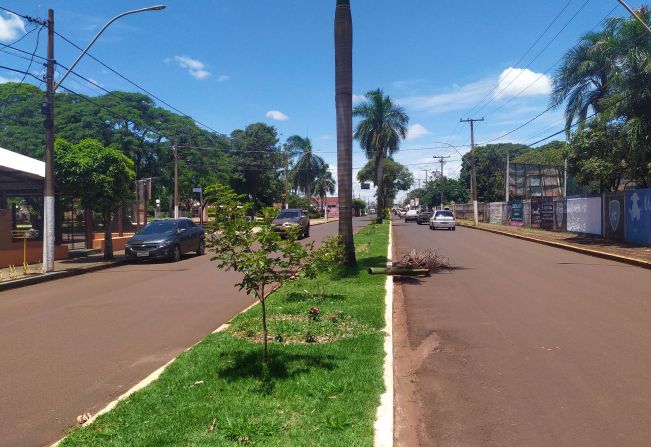 Ipês plantados de forma irregular serão realocados 