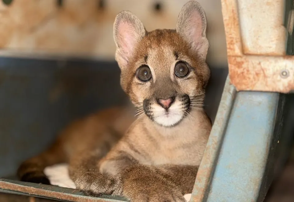 Refúgio vital: zoo acolhe onça-parda vítima de amputação