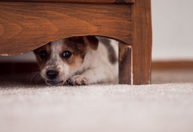 Fogos com barulho são proibidos e fazem mal para animais e humanos
